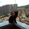 malla_nailon_balcon_mascota