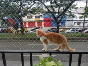 gatito_protegido