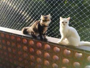 gatos_balcon_malla