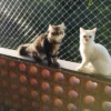 gatos_balcon_malla