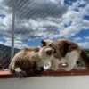 malla_nailon_mascotas